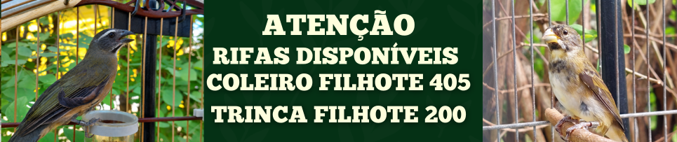 CLIQUE AQUI E COMPRE SEU NÚMERO DA RIFA