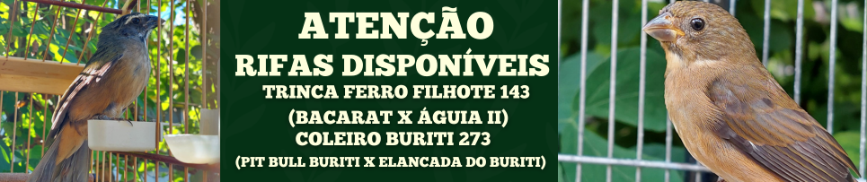 CLIQUE AQUI E COMPRE SEU NÚMERO DA RIFA